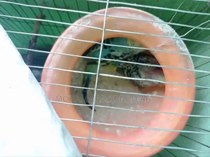 8 Budgerigar Birds with 2 Cages for Sale