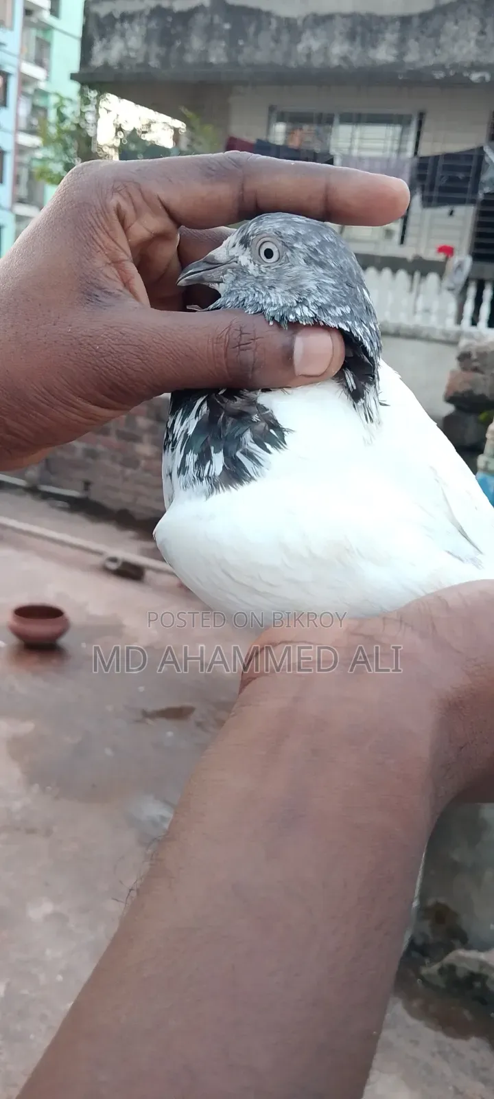 Jira Gola Pigeon