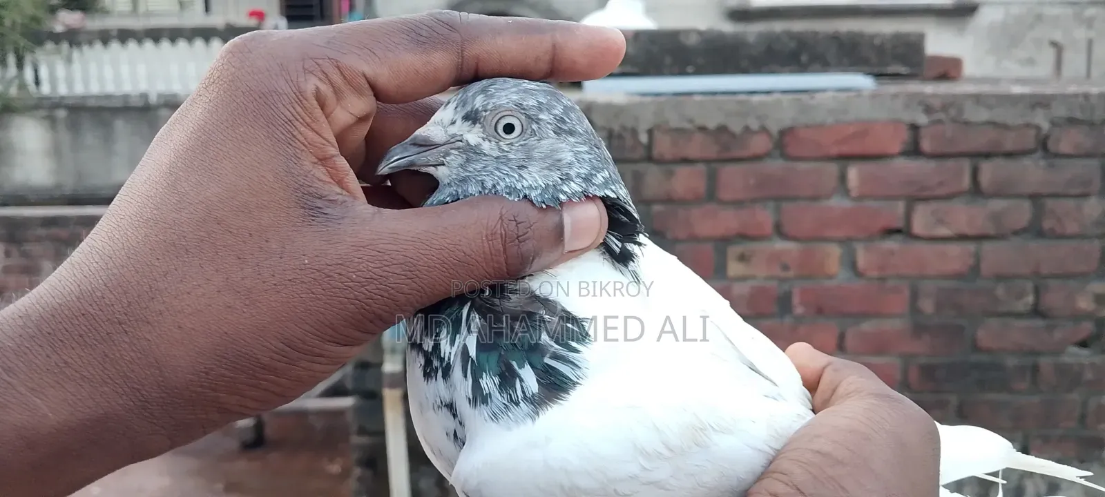 Jira Gola Pigeon
