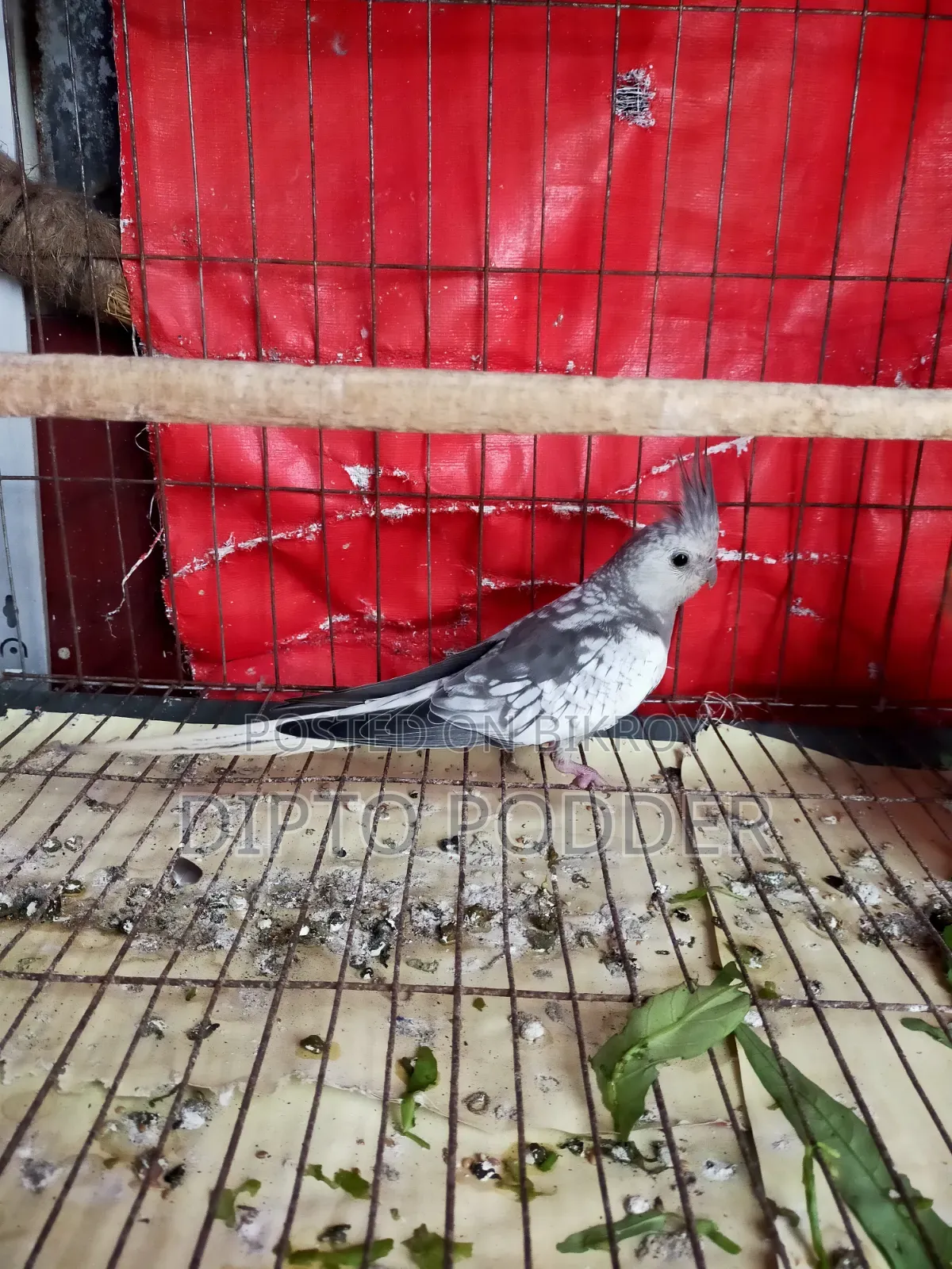 Cockatiel Female