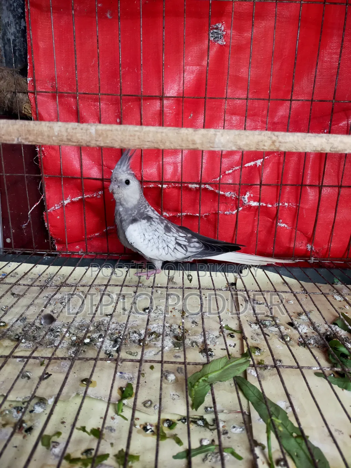 Cockatiel Female