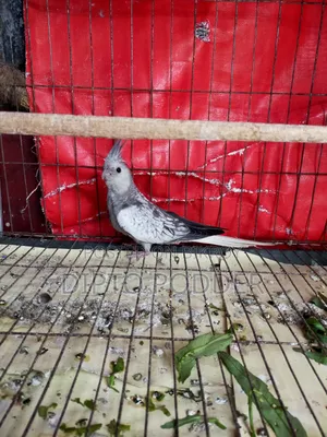 Cockatiel Female