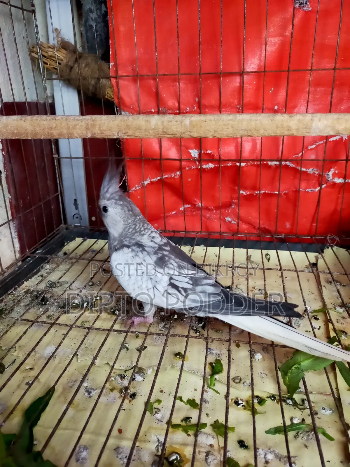 Cockatiel Female