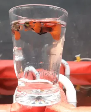 Red Tail Platinum Fancy Guppy Fish