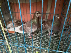 Fully Running Racer Pigeons