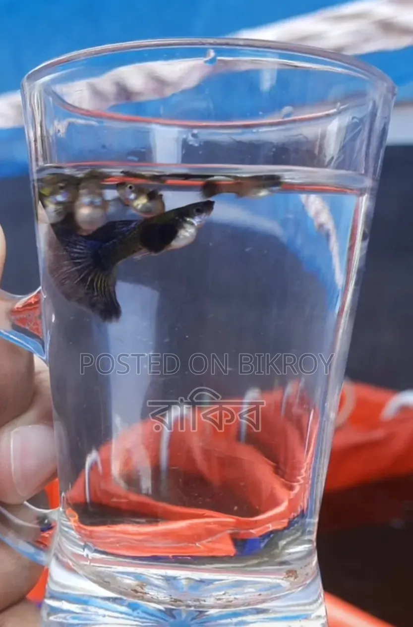 Purple Dragon Fancy Guppy Fish