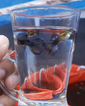 Purple Dragon Fancy Guppy Fish