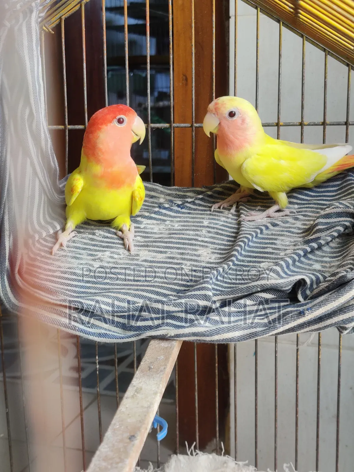 Lutino Red Head Lovebird