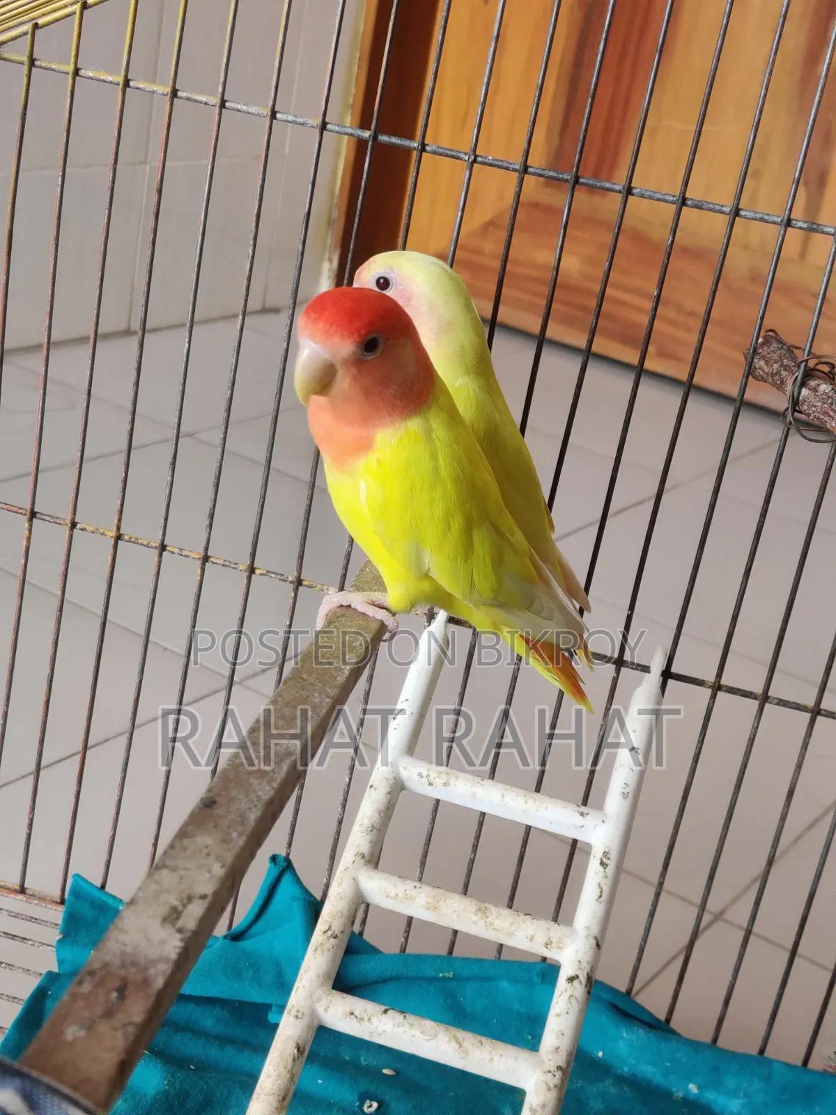 Lutino Red Head Lovebird