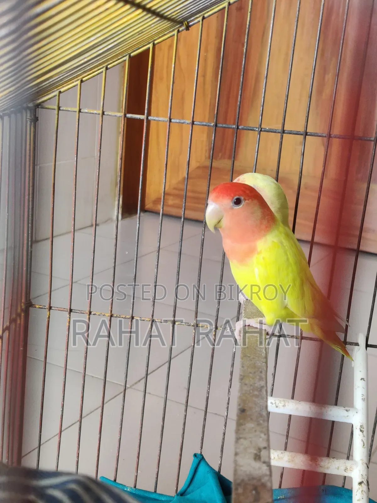 Lutino Red Head Lovebird