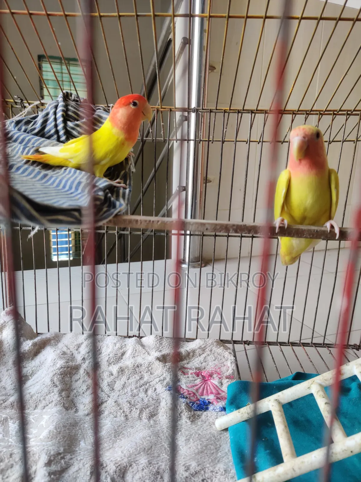 Lutino Red Head Lovebird