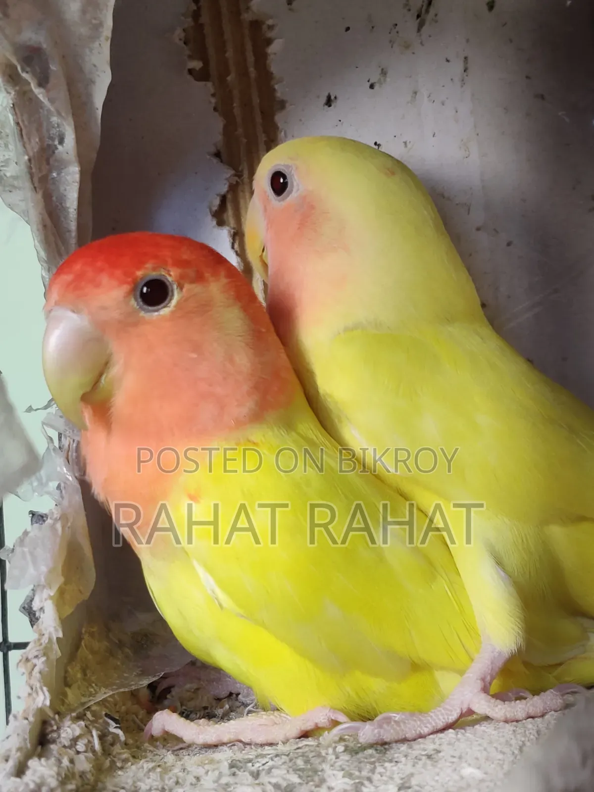 Lutino Red Head Lovebird