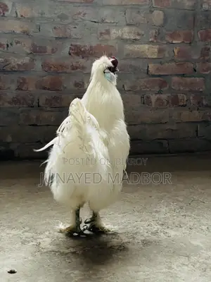 Silkie Chicken