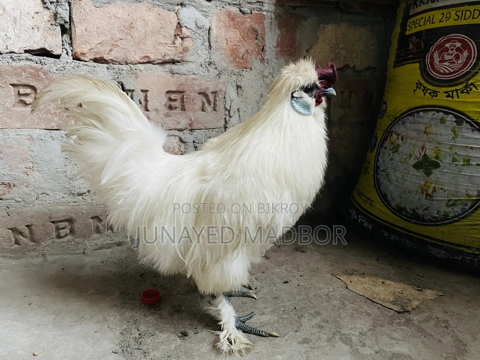 Silkie Chicken