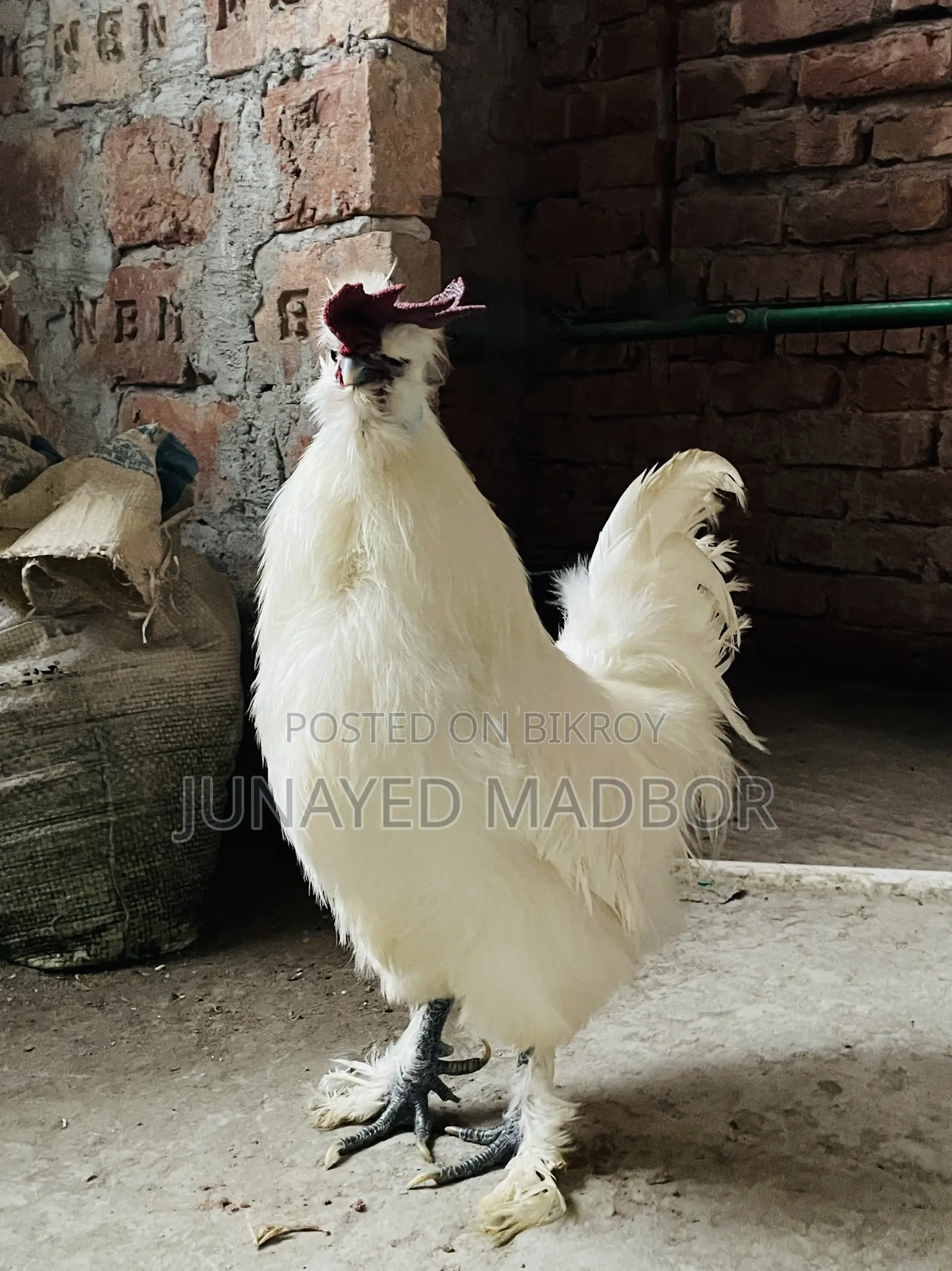 Silkie Chicken