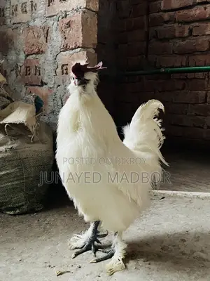 Silkie Chicken
