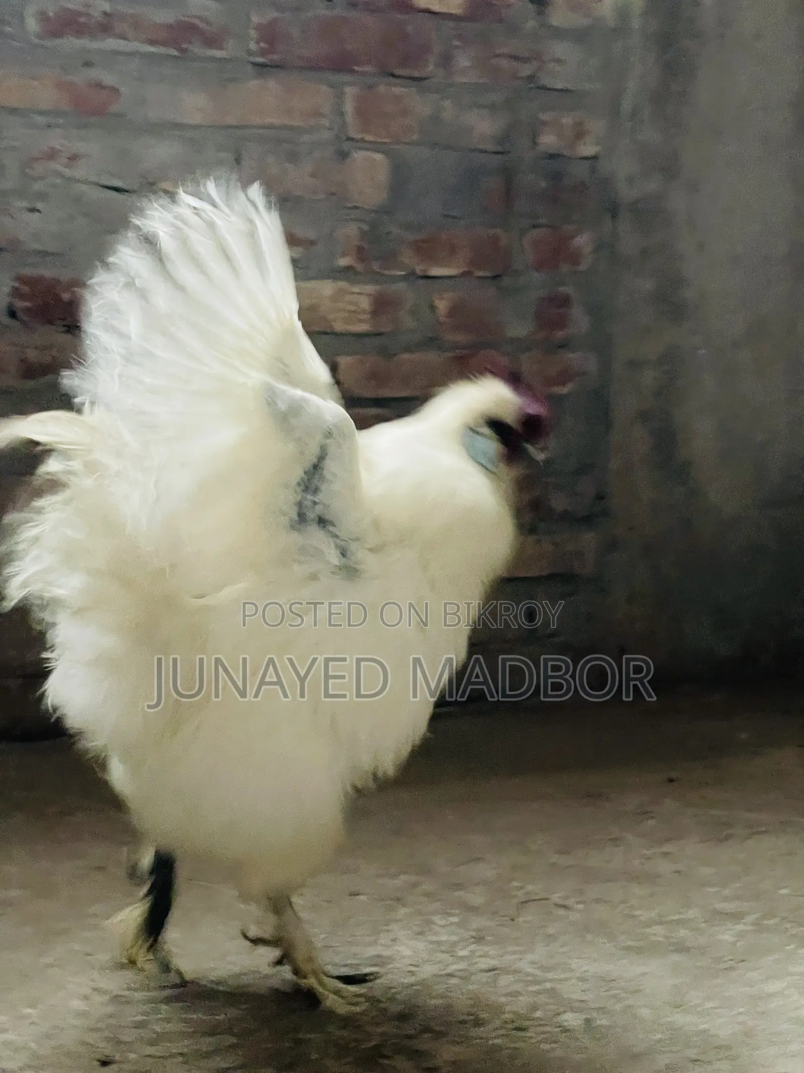 Silkie Chicken