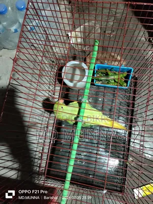 Indian Ringneck Parakeet