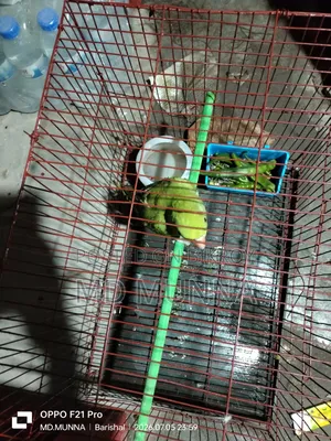 Indian Ringneck Parakeet
