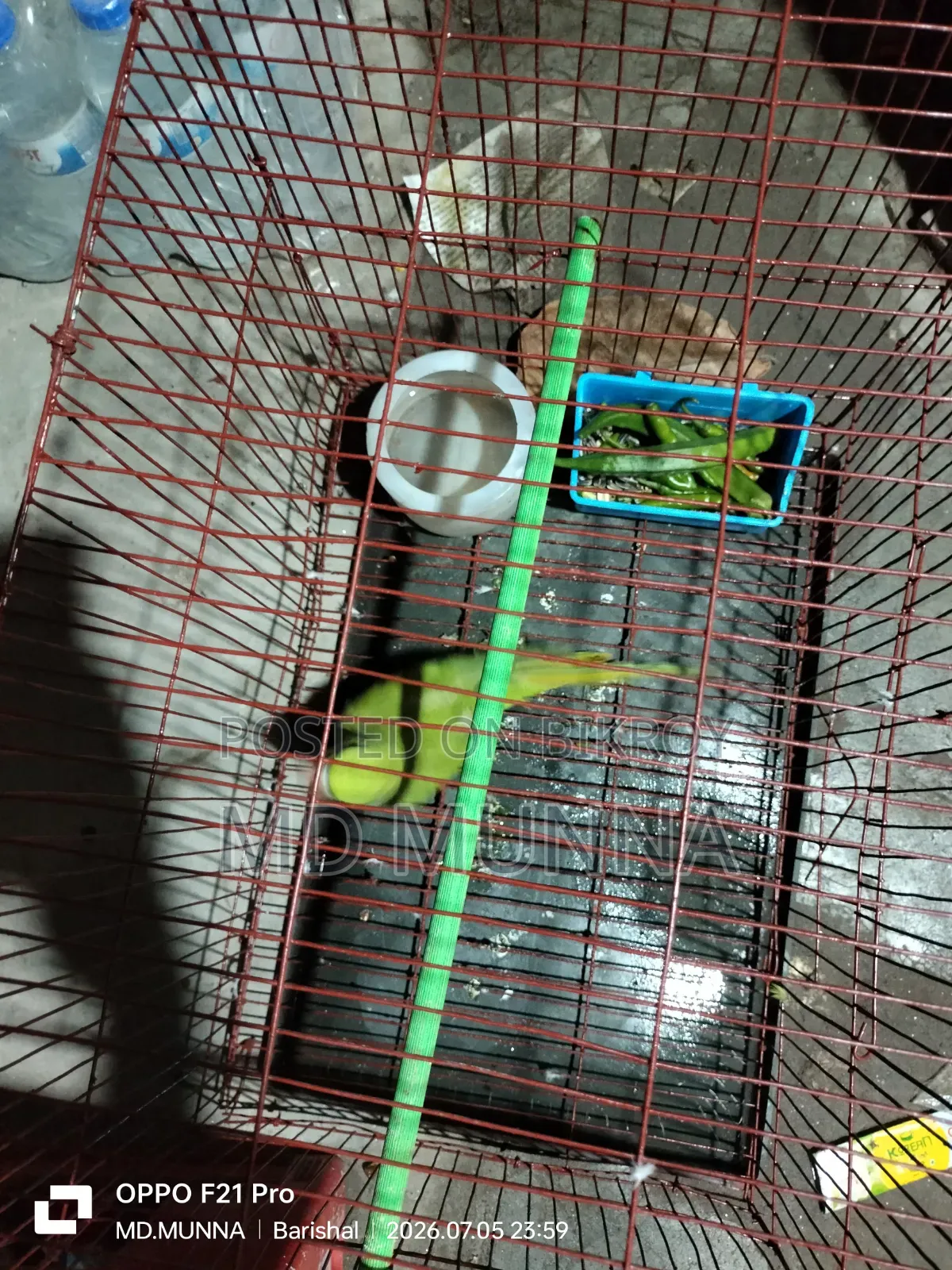 Indian Ringneck Parakeet