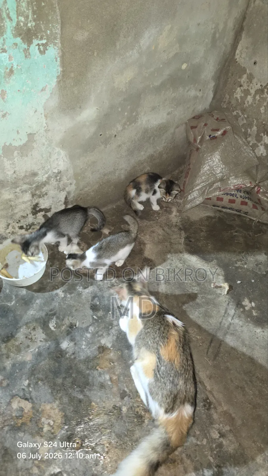 6-12 Months Female Mixed Breed Cat