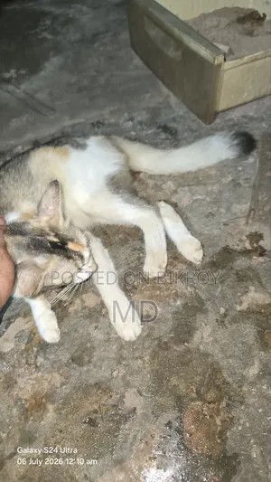 6-12 Months Female Mixed Breed Cat