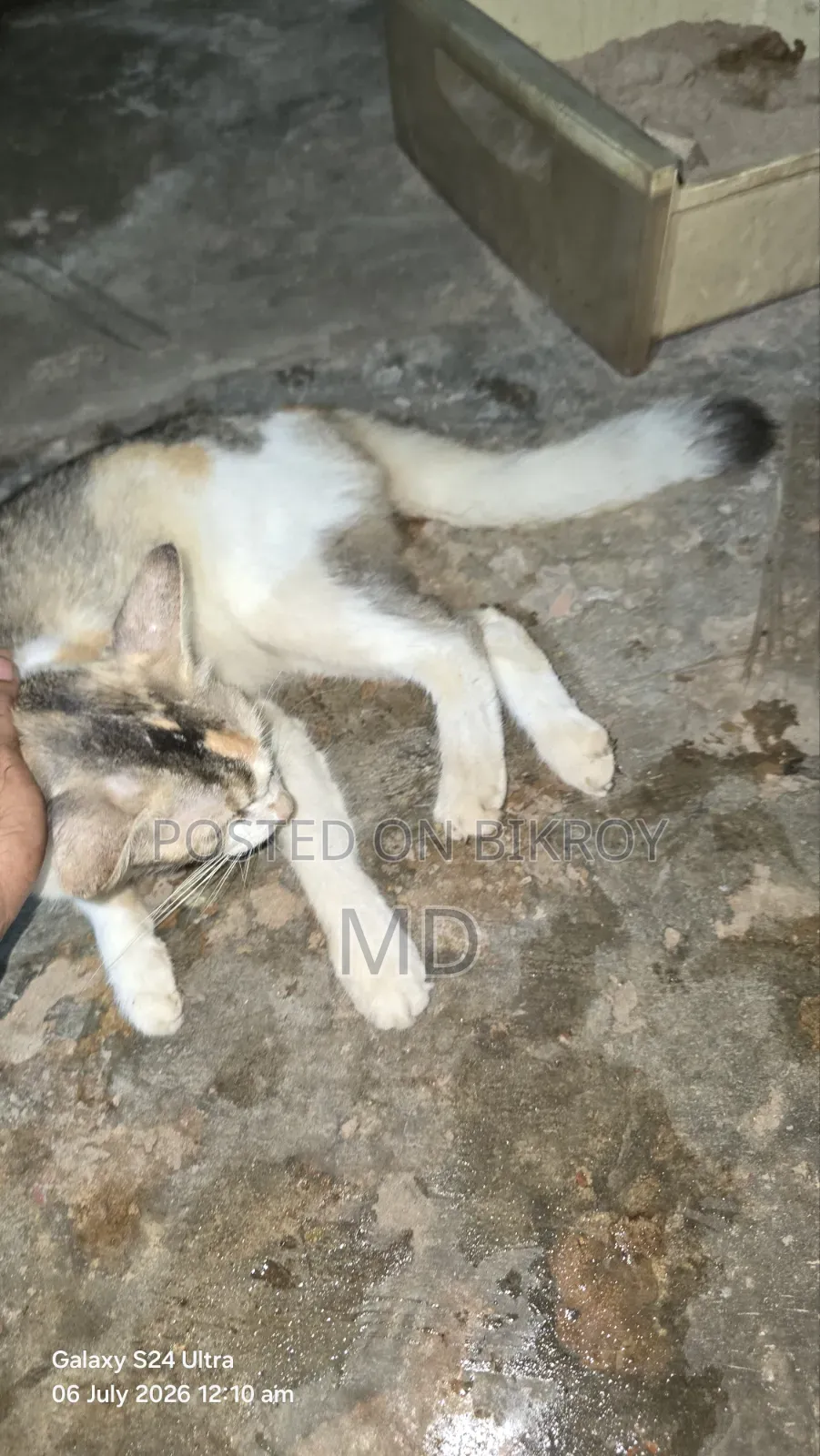 6-12 Months Female Mixed Breed Cat