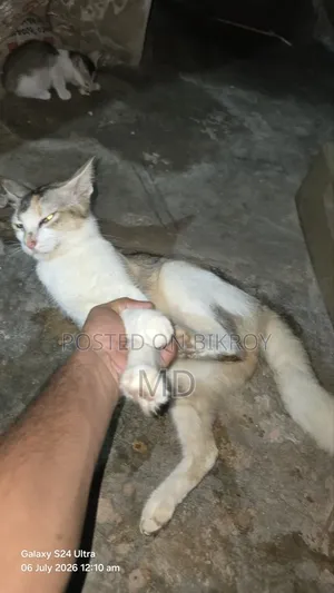 6-12 Months Female Mixed Breed Cat