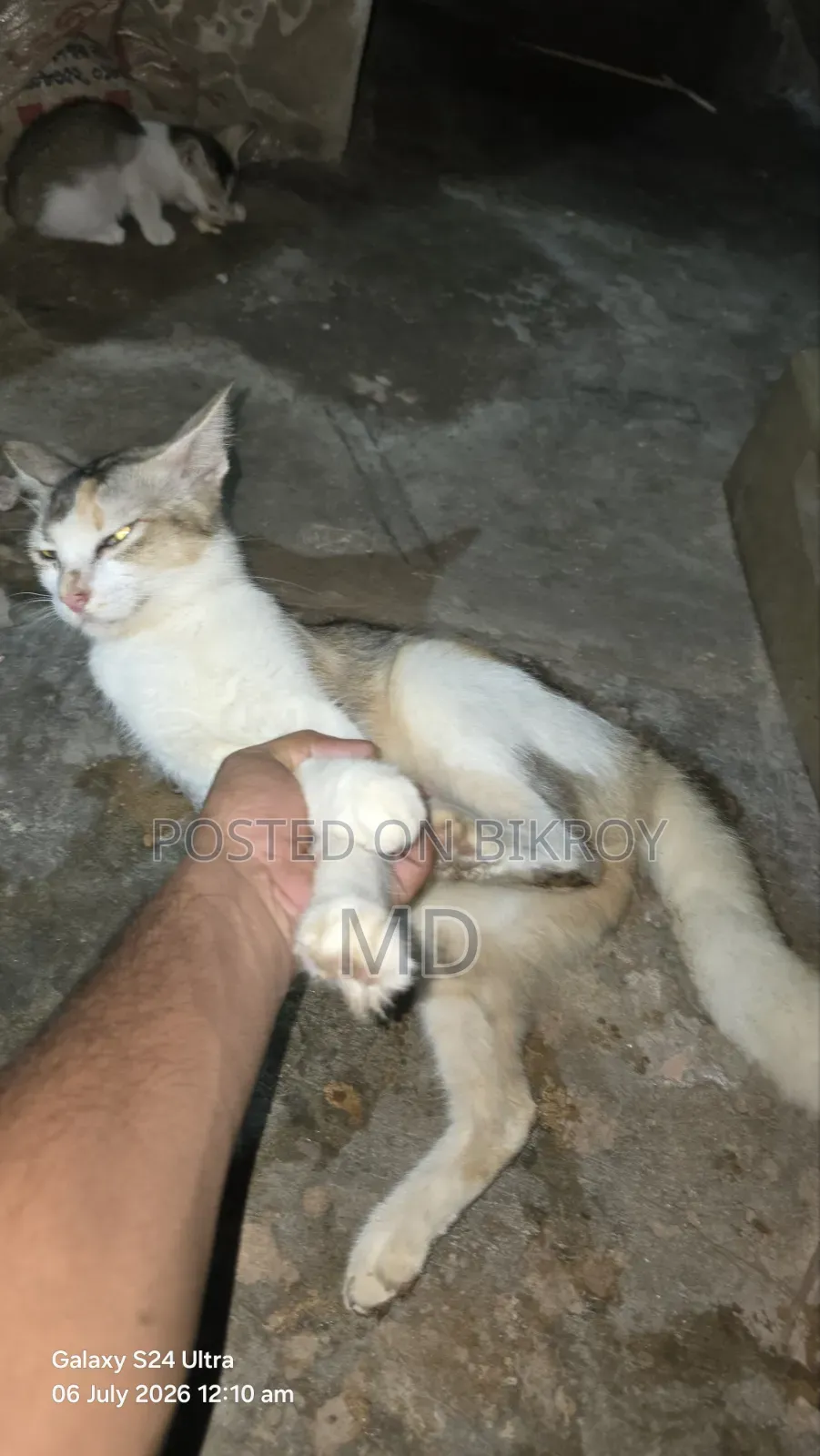 6-12 Months Female Mixed Breed Cat