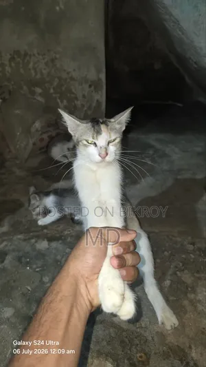 6-12 Months Female Mixed Breed Cat