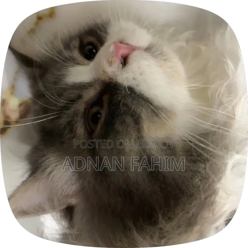 3-6 Months Female Purebred Persian