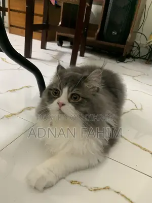 3-6 months Female Purebred Persian