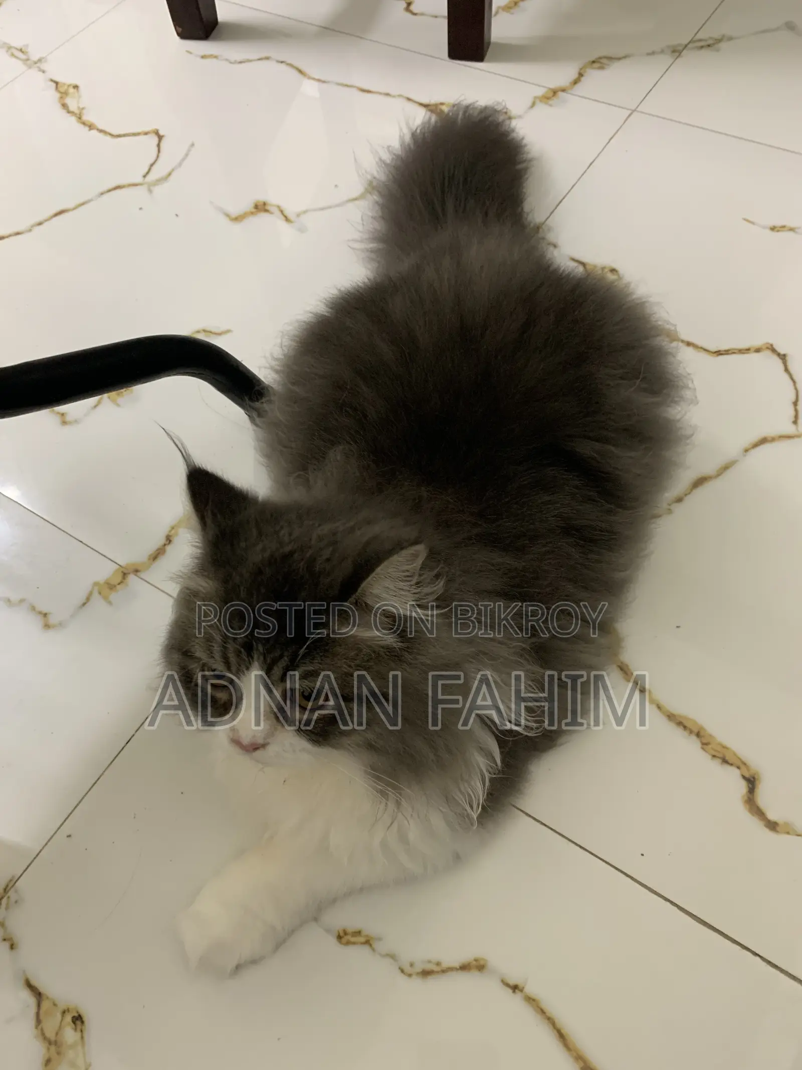 3-6 Months Female Purebred Persian