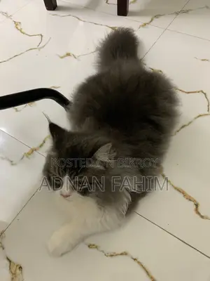 3-6 Months Female Purebred Persian