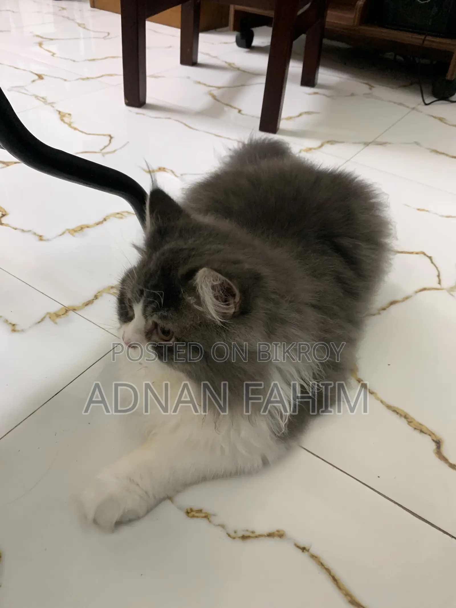 3-6 Months Female Purebred Persian