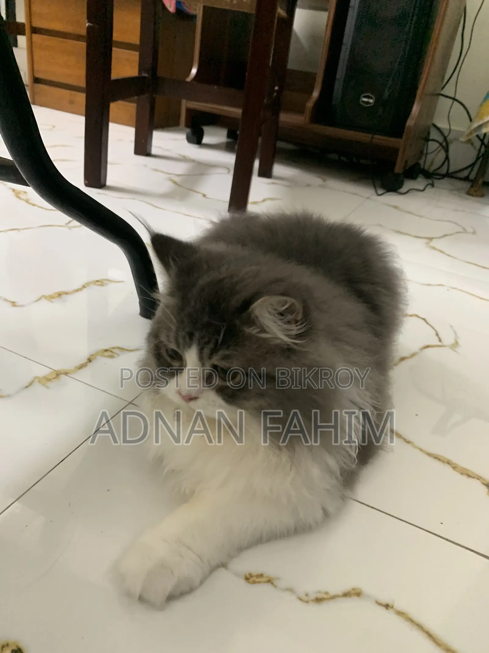 3-6 Months Female Purebred Persian