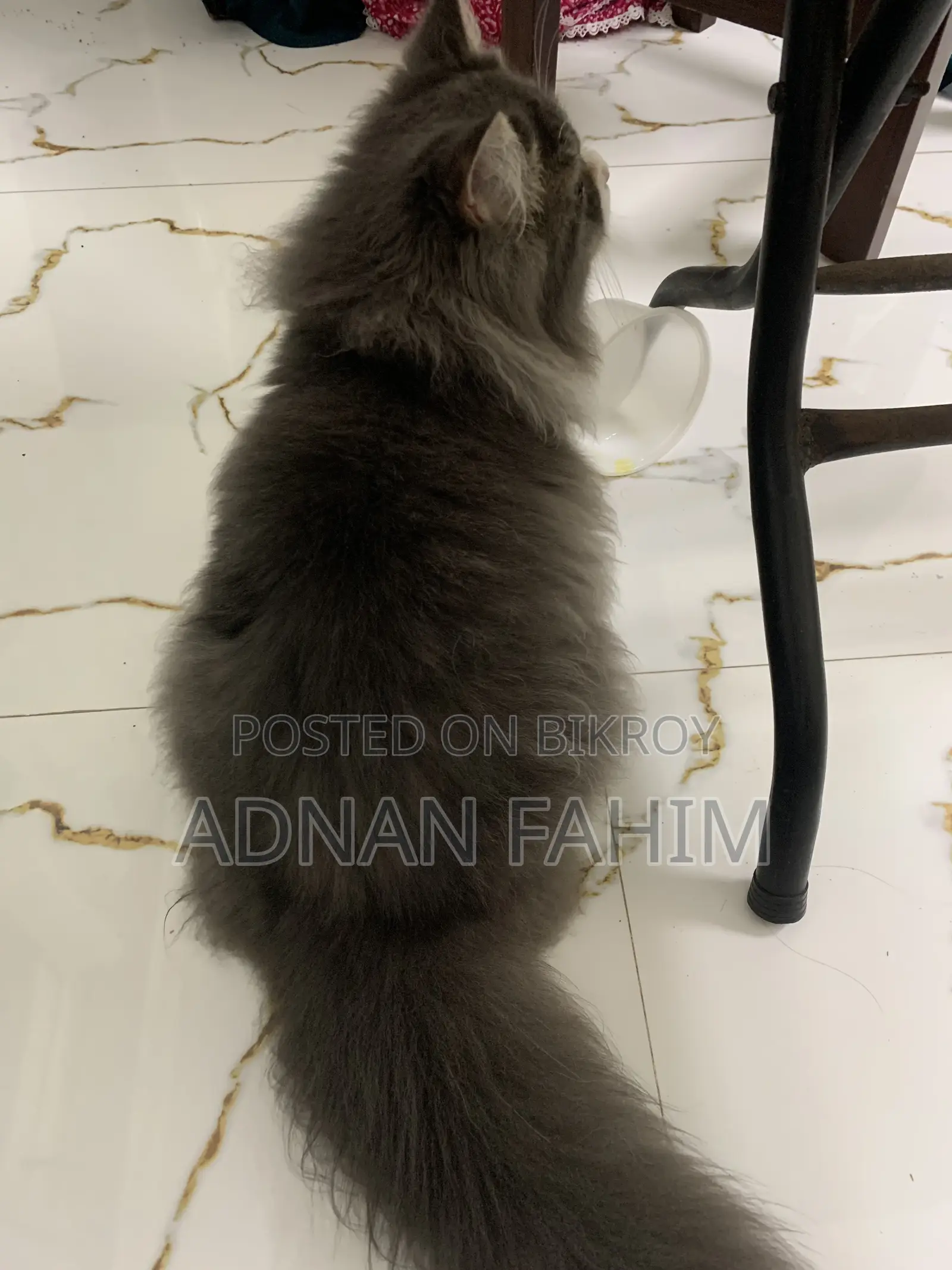 3-6 Months Female Purebred Persian
