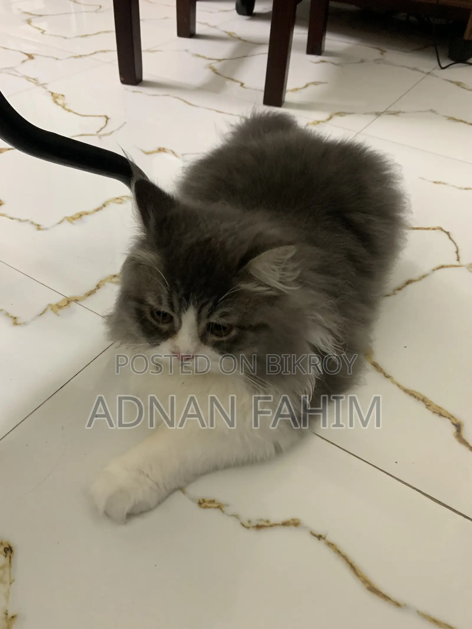 3-6 Months Female Purebred Persian