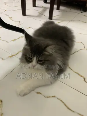 3-6 Months Female Purebred Persian
