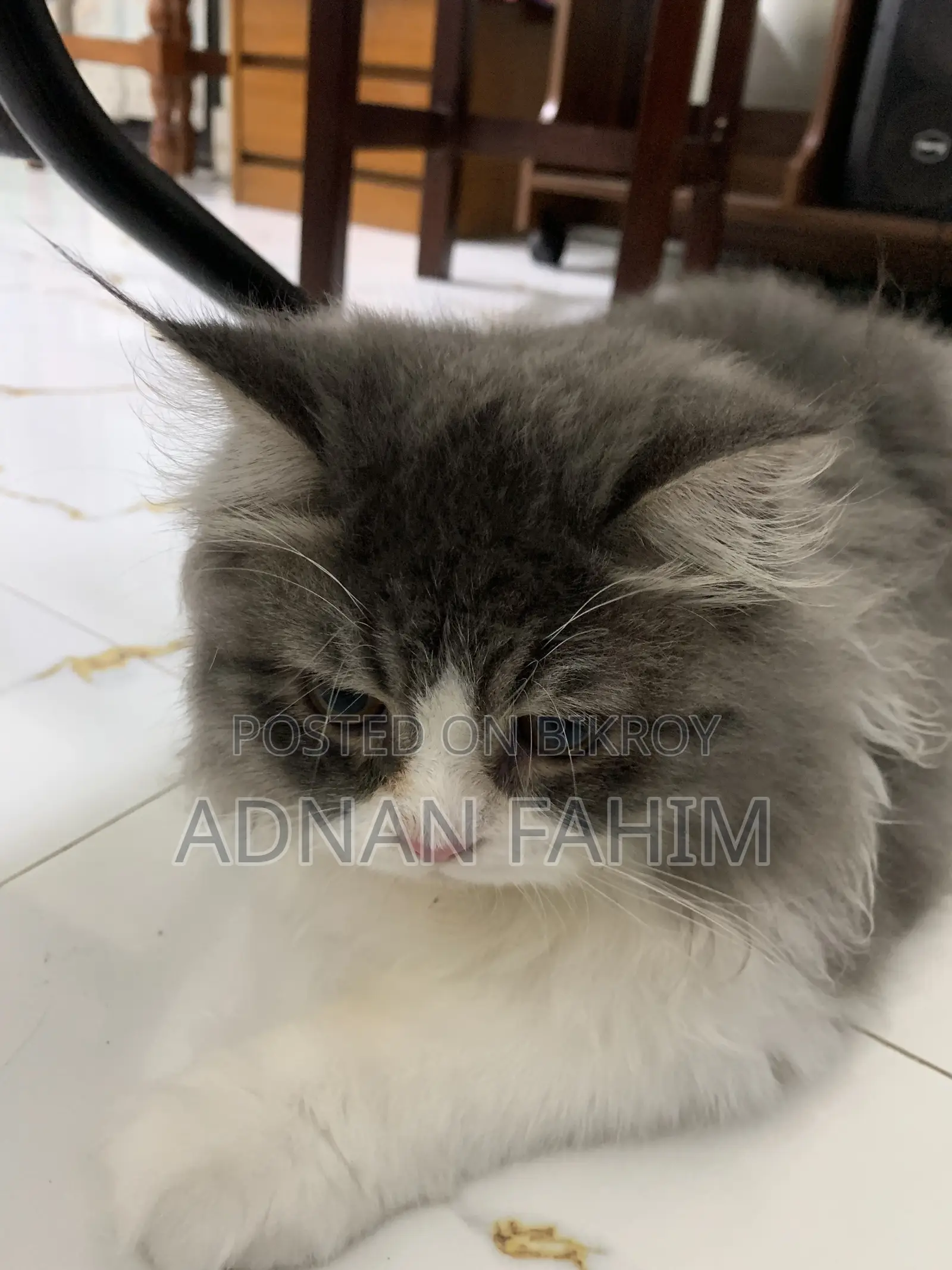 3-6 Months Female Purebred Persian