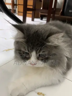 3-6 Months Female Purebred Persian