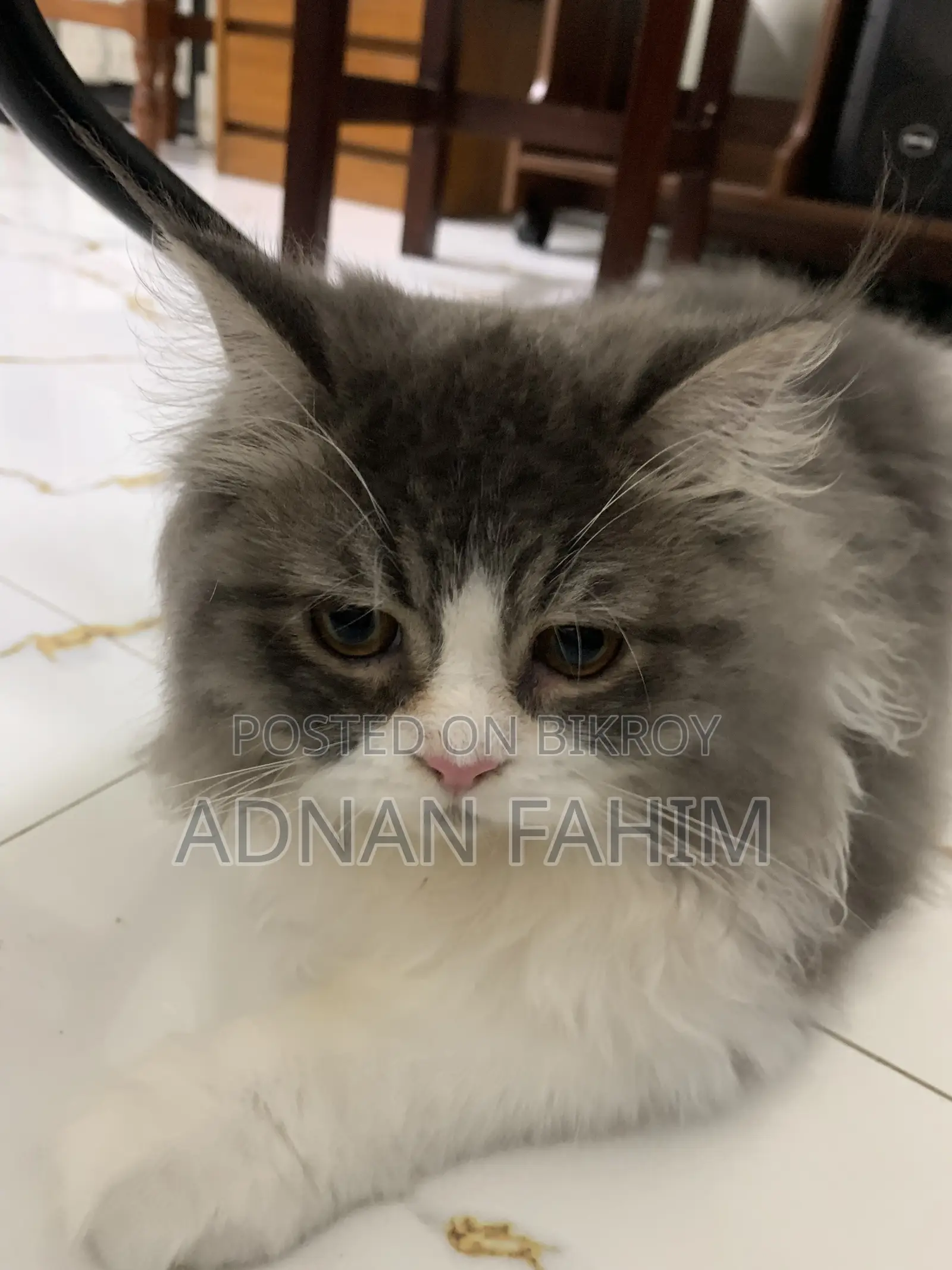 3-6 Months Female Purebred Persian