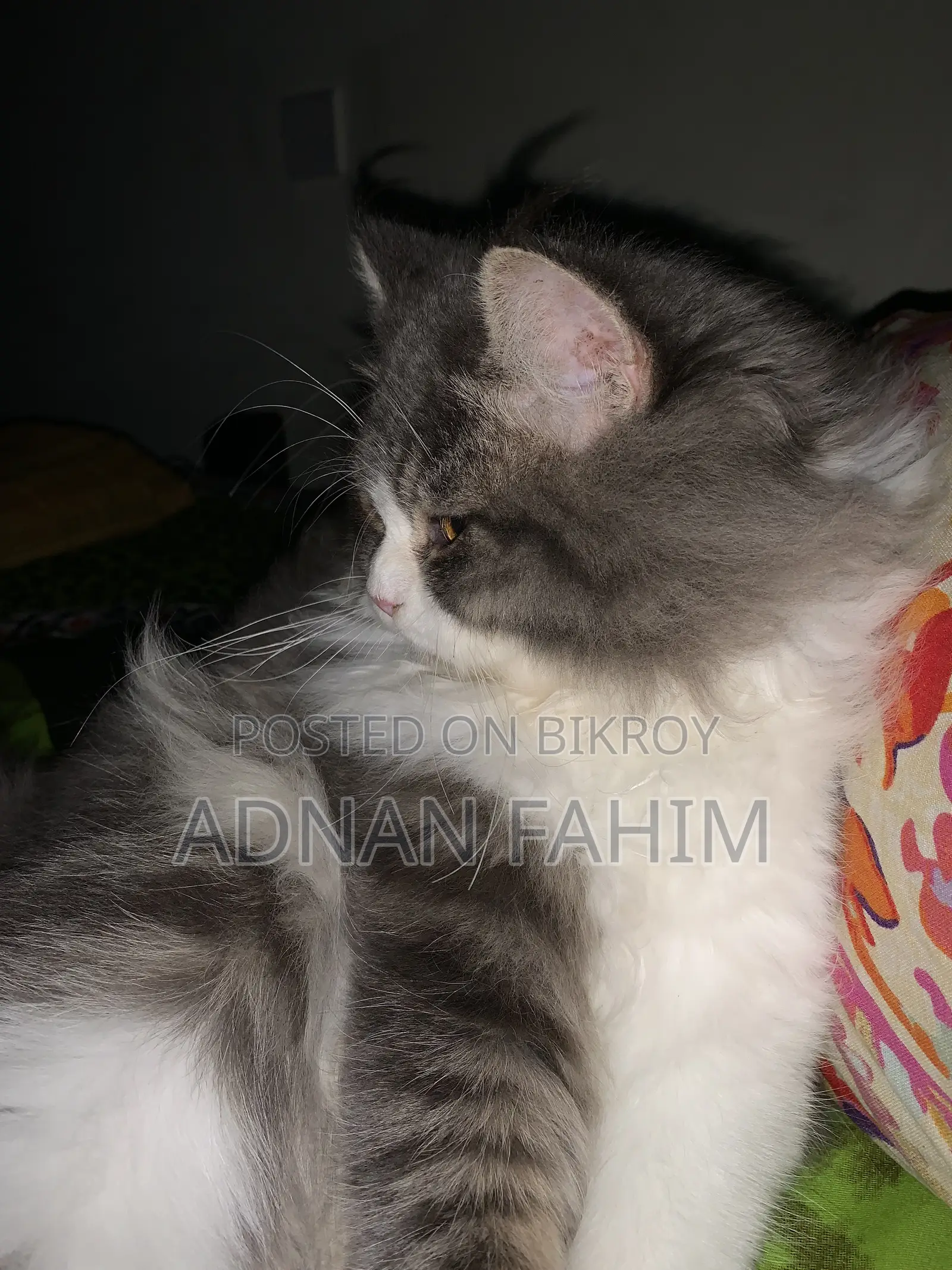 3-6 Months Female Purebred Persian
