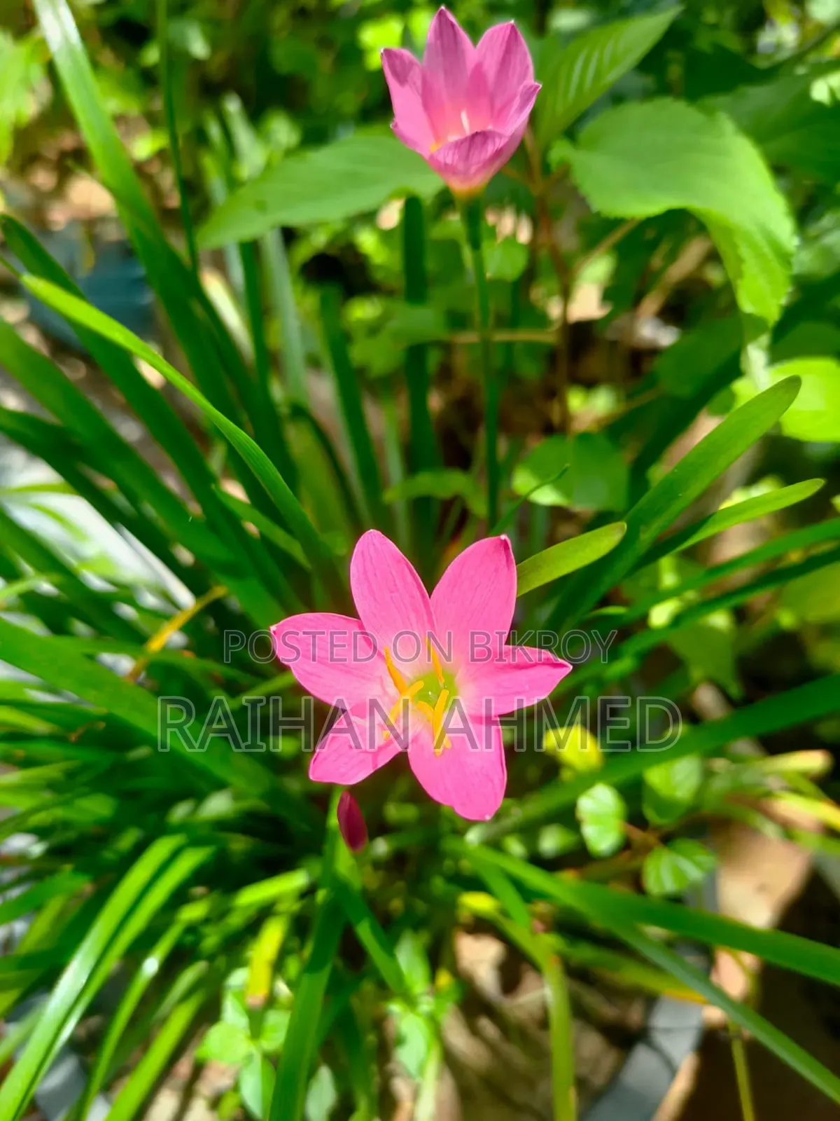 Realme GT Master Edition ১২৮ জিবি ব্লু