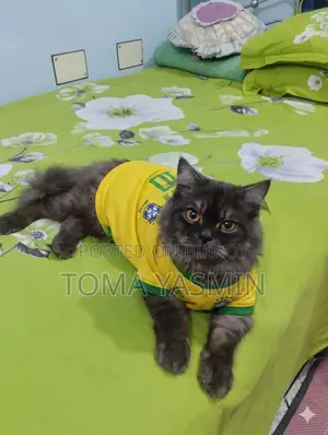 6-12 Months Male Purebred Persian