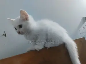 1-3 Months Female Purebred Persian