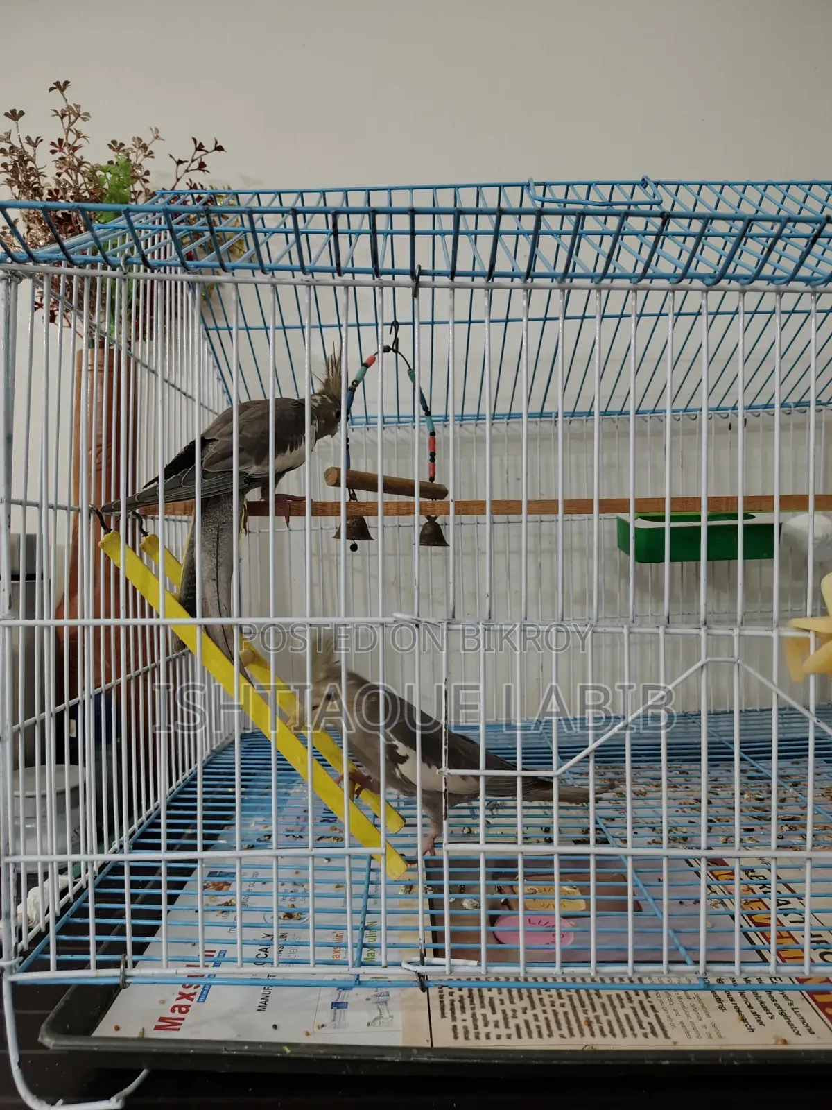 Cockatiel Bird