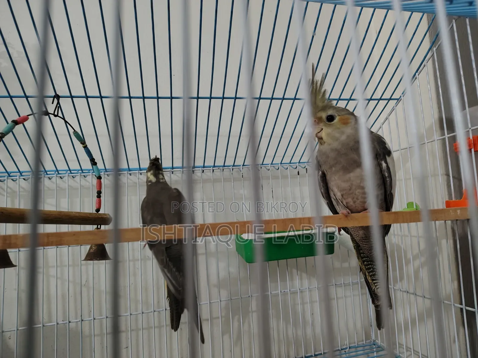 Cockatiel Bird