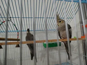 Cockatiel Bird