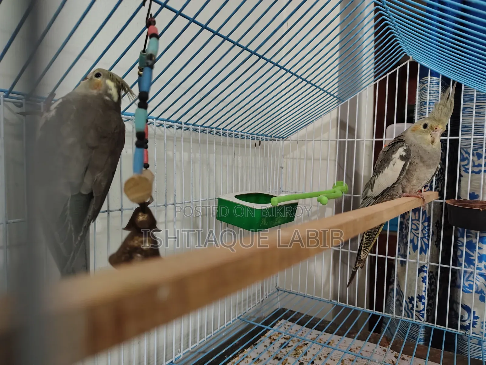Cockatiel Bird